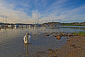 Schwan am Ufer, Flaton Insel, Bohuslan Archipelago, Schweden