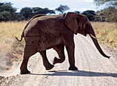 Elephant Crossing Track In Tarangire National Park,Tanzania.