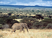 Elefant geht durch trockenes Gras im Tarangire-Nationalpark, Tansania.