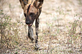 African Wild Dog (Lycaon Pictus) Walking, Selous National Park,Tanzania,East Africa