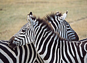 Zwei Zebras im Ngorogoro-Nationalpark, Tansania.