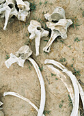 Elephant Bones,Selous Game Reserve,Tanzania.