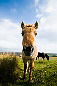 Wild Horses Grazing On Moorland, Dartmoor National Park,Dunsford,Devon,Uk