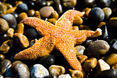 Starfish On Pebbles,Close-Up, Weybourne,Norfolk,Uk
