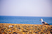 Möwe geht am Strand von Brighton spazieren, Brighton, England