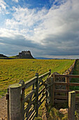 Fence And Lindisfarne Castle In Distance, Holy Island,Northumberland,Uk