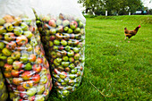 Frisch geerntete Äpfel in Säcken, Burtle Village, Somerset, England