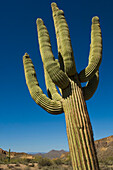 Saguaro-Kaktus in der Sonora-Wüste, Arizona, USA