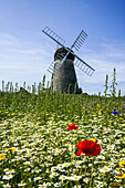 Eine Windmühle vor blauem Himmel und Wolken mit einem Feld voller Wildblumen im Vordergrund; Whitburn, Tyne And Wear, England.