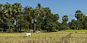 Eine einsame weiße Kuh steht auf einem Feld mit Palmen unter einem blauen Himmel; Angkor Thom, Provinz Siem Reap, Kambodscha.