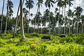 Kühe grasen auf üppiger Vegetation unter Palmen; Ko Samui, Chang Wat Surat Thani, Thailand