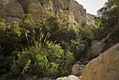 Felsen, Bäume und Klippen bilden diese Landschaft in der Region des Toten Meeres; Süddistrikt, Israel