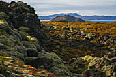Die Herbstfarben im Thingvellir-Nationalpark; Island