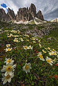 Wildblumen in den italienischen Dolomiten bei Einbruch der Dunkelheit; Cortina, Italien