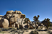 Joshua Tree, Joshua Tree National Park; Kalifornien, Vereinigte Staaten Von Amerika