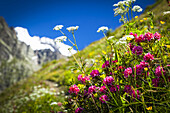 Alpenrose (Rhododendron ferrugineum) blüht zwischen anderen Wildblumen auf einer Wiese, Val Ferret; La Vachey, Aostatal, Italien.