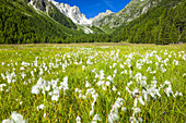Cottongrass (Eriophorum) in a field in Arpette Valley under blue sky with mountain pass 'Fenetre d'Arpette' in the background; Trient, Martigny, Switzerland