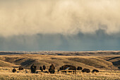 Bison in Grasslands National Park, Saskatchewan, under a stormy sky; Val Marie, Saskatchewan, Canada
