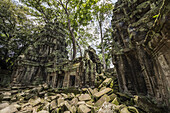 Ta Prohm temple ruins overgrown by vegetation; Angkor, Siem Reap, Cambodia