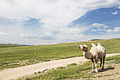 Ein Kamel steht neben einer unbefestigten Straße; Ulaanbaatar, Ulaanbattar, Mongolei.