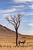 Eine Antilope steht unter einem Baum in der Wüste; Sossusvlei, Hardap-Region, Namibia.