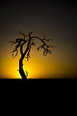 Silhouette eines blattlosen Baumes mit dem glühenden Sonnenuntergang, der hinter dem Horizont verschwindet; Sossusvlei, Hardap Region, Namibia.