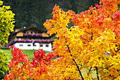 Colourful trees in autumn framing an alpine chalet in the background with flower boxes; Sesto, Bolzano, Italy