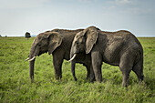 Two African elephants (Loxodonta africana) side-by-side in lush grassland, Serengeti National Park; Tanzania