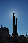 A vulture backlit by the sun and perched with wings open on the top of a cactus plant against a blue sky; Catavina, Baja California, Mexico