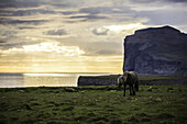 Islandpferd, das bei Sonnenuntergang am Meer entlangläuft; Hofsos, Island