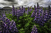 Wilde Lupinen, die in der isländischen Landschaft unter einem dramatischen Himmel wachsen und eine Kirche im Feld einrahmen, Halbinsel Snaefellsness; Island