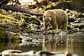 Spirit Bear, or Kermode Bear, (Ursus americanus kermodei) walking along the water's edge in the Great Bear Rainforest; Hartley Bay, British Columbia, Canada