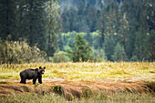 Grizzlybär (Ursus arctos horribilis) spaziert durch die Seggengräser im Great Bear Rainforest; Hartley Bay, British Columbia, Kanada