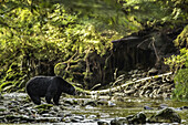 Schwarzbär (Ursus americanus) beim Fischen in einem Bach im Great Bear Rainforest; Hartley Bay, British Columbia, Kanada.