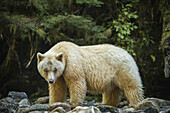 Geisterbär oder Kermodebär (Ursus americanus kermodei) beim Fischen im Great Bear Rainforest; Hartley Bay, British Columbia, Kanada.