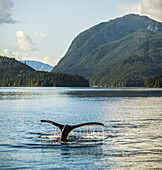 Humpback whale (Megaptera novaeangliae) fluke seen while the whale is diving; Hartley Bay, British Columbia, Canada