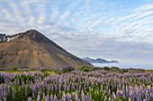 Eine schöne vulkanische Bergszene mit Wolkenfetzen und blauem Himmel wird im späten Abendlicht hinter einem Feld voller Lupinen-Wildblumen akzentuiert; Island