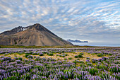 Eine schöne vulkanische Bergszene mit Wolkenfetzen und blauem Himmel wird im späten Abendlicht hinter einem Feld voller Lupinen-Wildblumen akzentuiert; Island
