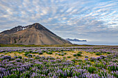 A beautiful volcanic mountain scene with wispy clouds and blue sky is accented in late evening light behind a field full of lupine wildflowers; Iceland