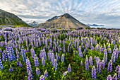 Eine wunderschöne vulkanische Bergszene mit Wolkenfetzen und blauem Himmel wird im späten Abendlicht hinter einem Feld voller Lupinen-Wildblumen akzentuiert; Island