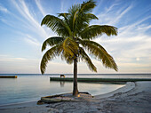 Palm tree on a white sand beach at sunrise; Belize