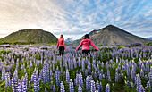 Zwei Touristinnen gehen an einem sonnigen Sommerabend bei Sonnenuntergang durch ein Lupinenfeld in Richtung der Vulkanberge in der Ferne; Island