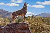Heulender Wolf (canis lupus); Tuscon, Arizona, Vereinigte Staaten von Amerika