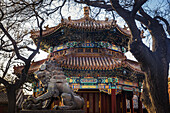 Chinese Guardian Lion at Lama Temple, Dongcheng District; Beijing, China