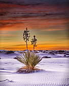 Eine Yucca-Pflanze wächst im weißen Sand, White Sands National Monument; Alamogrodo, New Mexico, Vereinigte Staaten von Amerika.