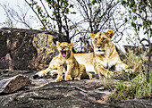 Lioness (Panthera leo) and cub, Serengeti; Kenya