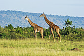 Two giraffes (Giraffa) walking on grass; Kenya