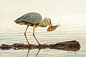 Heron (Ardeidae) with a fish in it's mouth, Kiskunsag National Park; Pusztaszer, Hungary