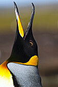 Nahaufnahme des Kopfes eines Königspinguins (Aptenodytes patagonicus), der nach oben schaut und Details des farbigen Gefieders zeigt; Volunteer Point, Falklandinseln.