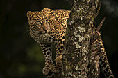 A leopard (Panthera pardus) stands in a tree that is covered in lichen. It has black spots on its brown fur coat and is turning it's head to look up, Maasai Mara National Reserve; Kenya